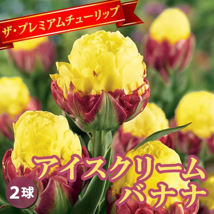 アイスクリーム 八重咲き 2球