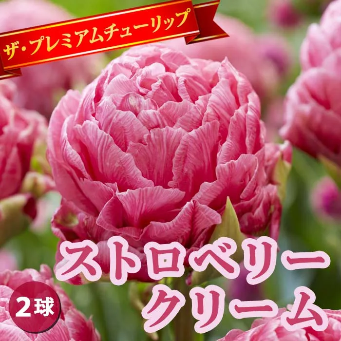 ストロベリークリーム 八重咲き 2球