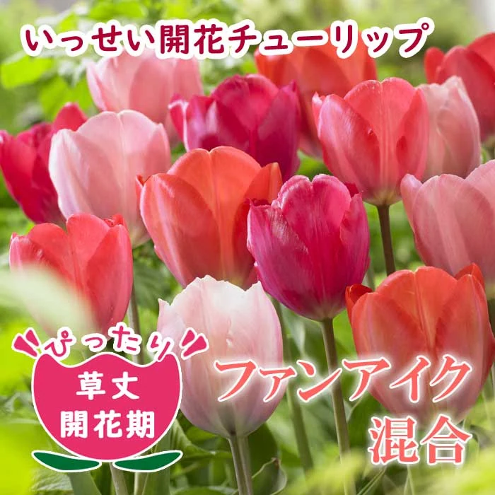 チューリップ 球根 いっせい開花 花壇 鉢植