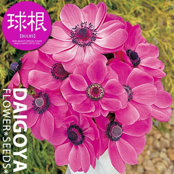 アネモネ・デカン ローズ 35ml内外 *アネモネ_秋植え_球根_販売_通販*
