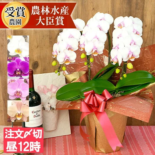 中輪〜中大輪 胡蝶蘭3本立ち コンパクトタイプ
