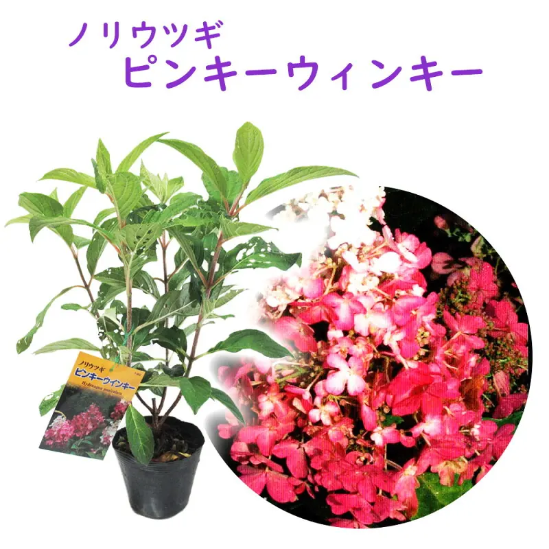 ノリウツギ ピンキーウィンキー 10.5cmポット苗