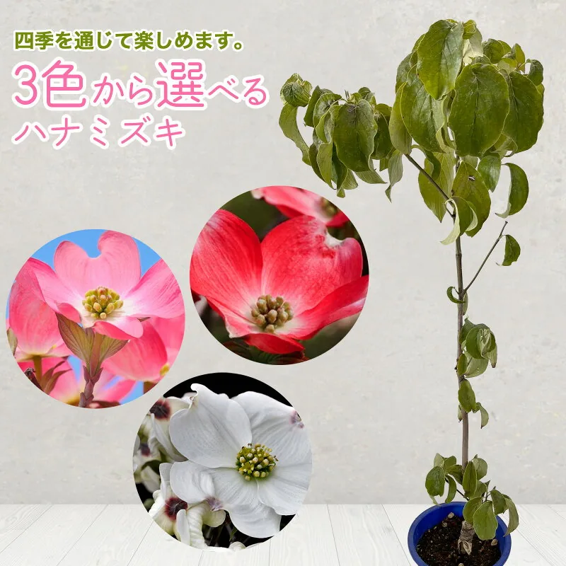 ハナミズキ 5号鉢 樹高約50cm苗