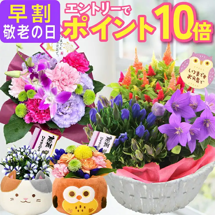 敬老の日 リンドウ・カランコエ鉢花ギフト