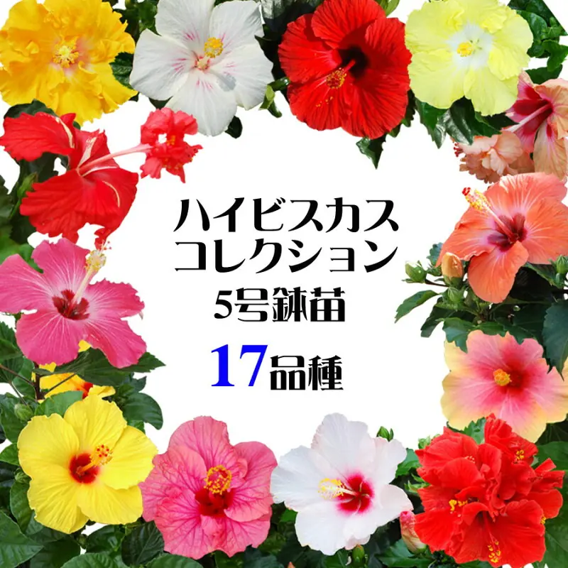 ハイビスカス コレクション 5号鉢