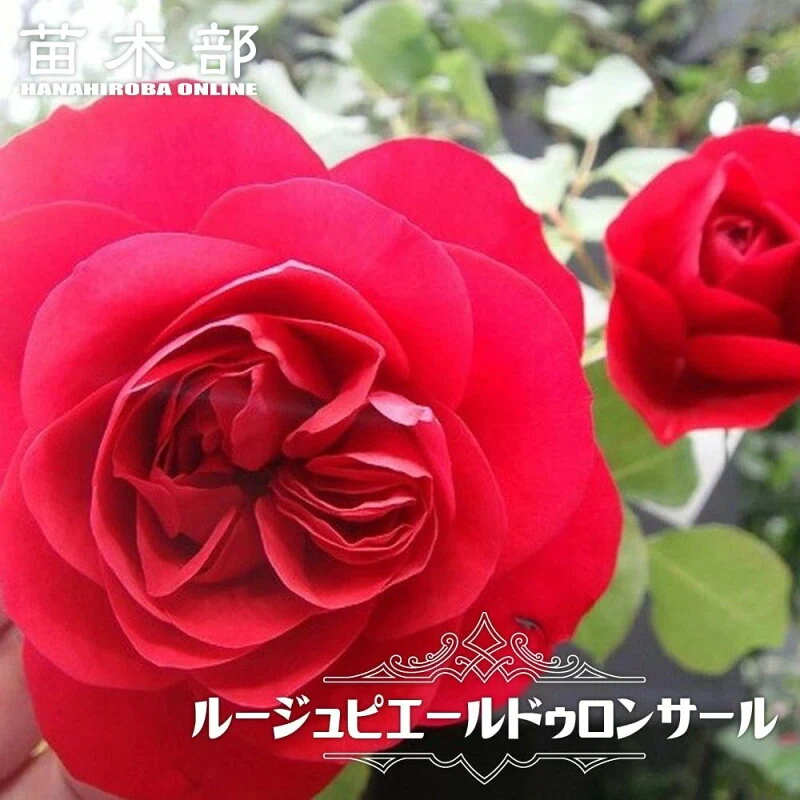 ルージュ・ピエール・ドゥ・ロンサール 2年生大苗