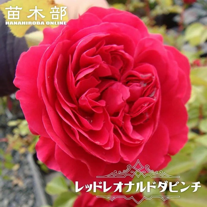 レッド・レオナルド・ダ・ヴィンチ 木立バラ大苗