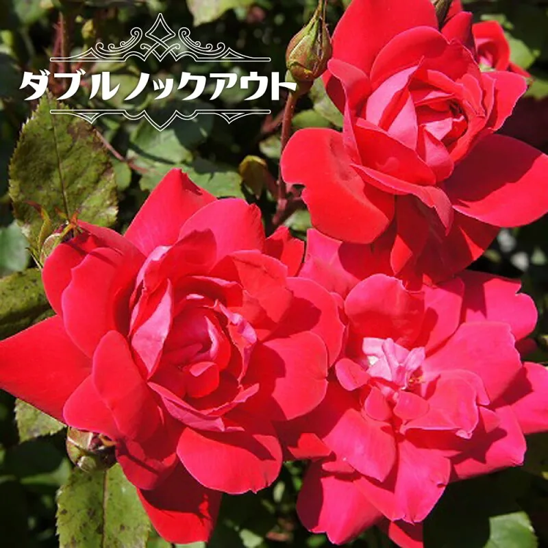 ダブルノックアウト 2年生大苗