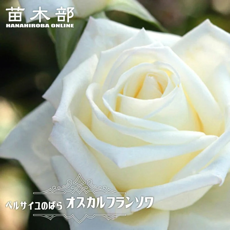 オスカル フランソワ 2年生大苗