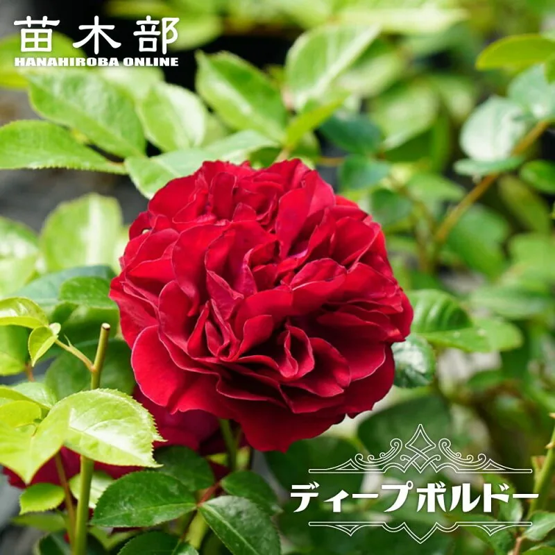 ディープボルドー 木立バラ 2年生大苗