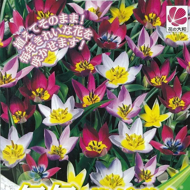 毎年花が咲くチューリップ 混合15球