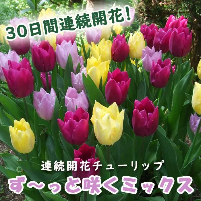 チューリップ 球根 30日 連続開花 混合