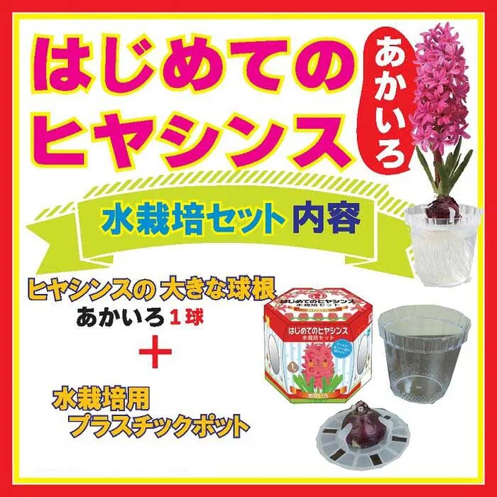花の大和 はじめてのヒヤシンス水栽培セット