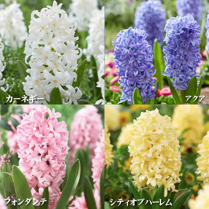 ヒヤシンス球根4球Bセット