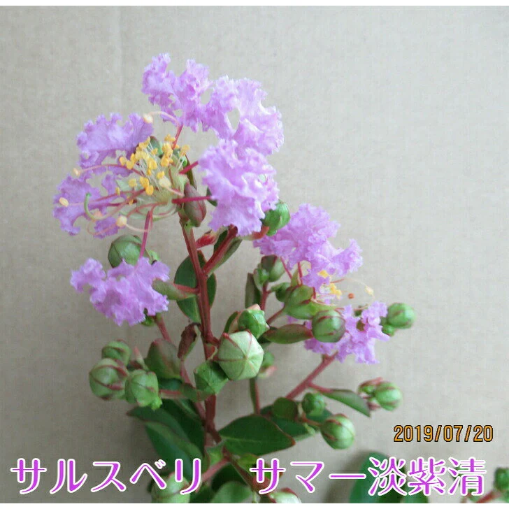 矮性サルスベリ サマー淡紫清