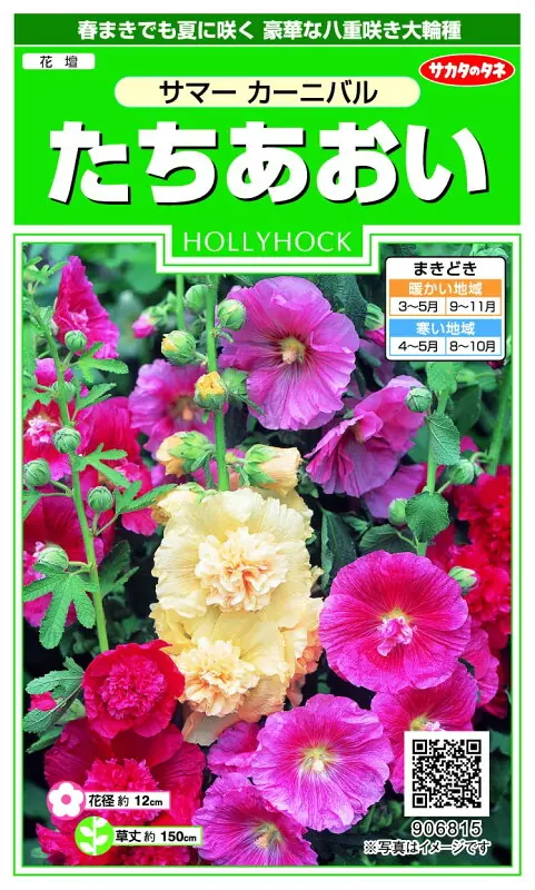 ホリホック 実咲花