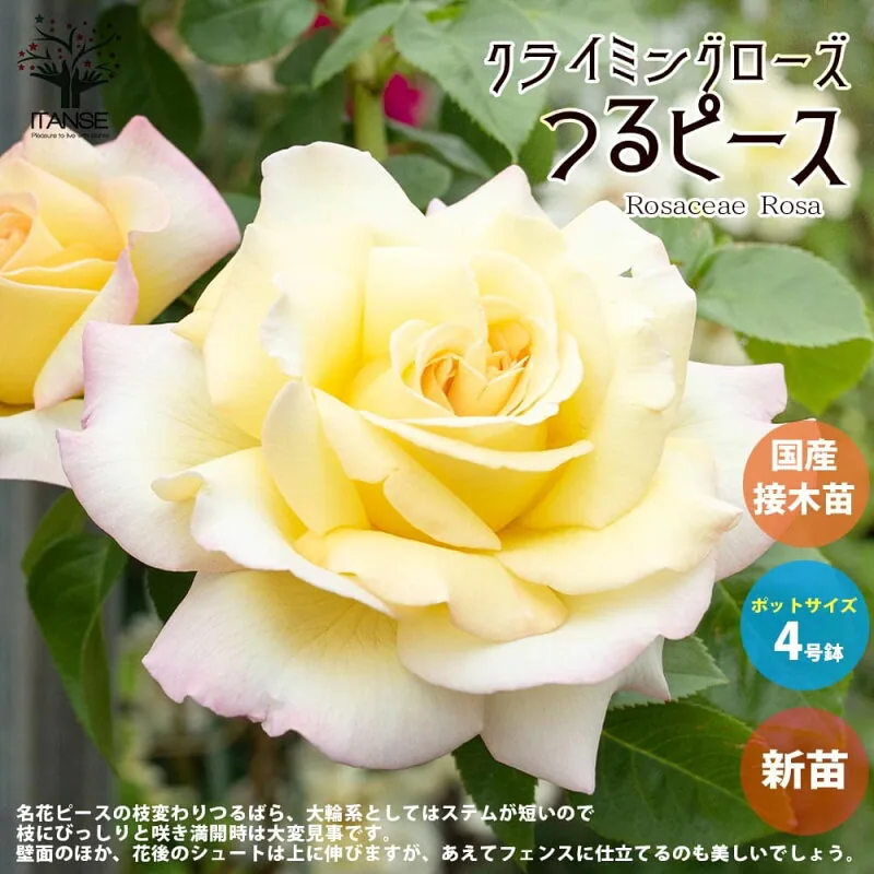 つるピース 国産接ぎ木新苗 4号ポット