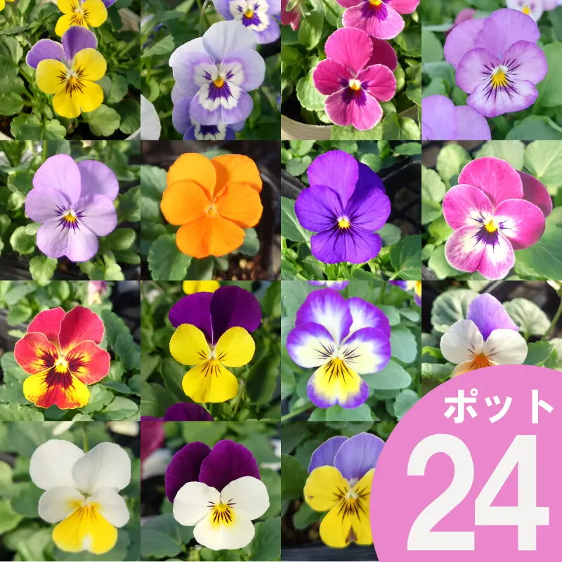 ビオラ花苗24ポットセット
