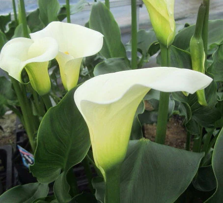 湿地カラー 5号ポット植え苗