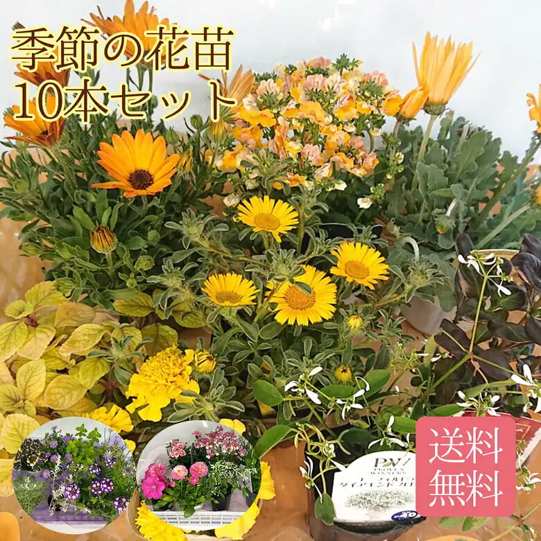 季節の花苗10本セット
