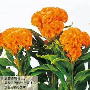 タキイ種苗 ケイトウ オレンジクイーンインプ