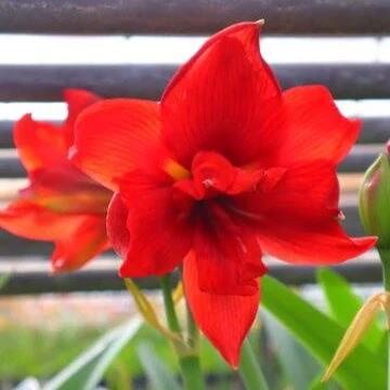 アマリリス「ダブル紅翼」