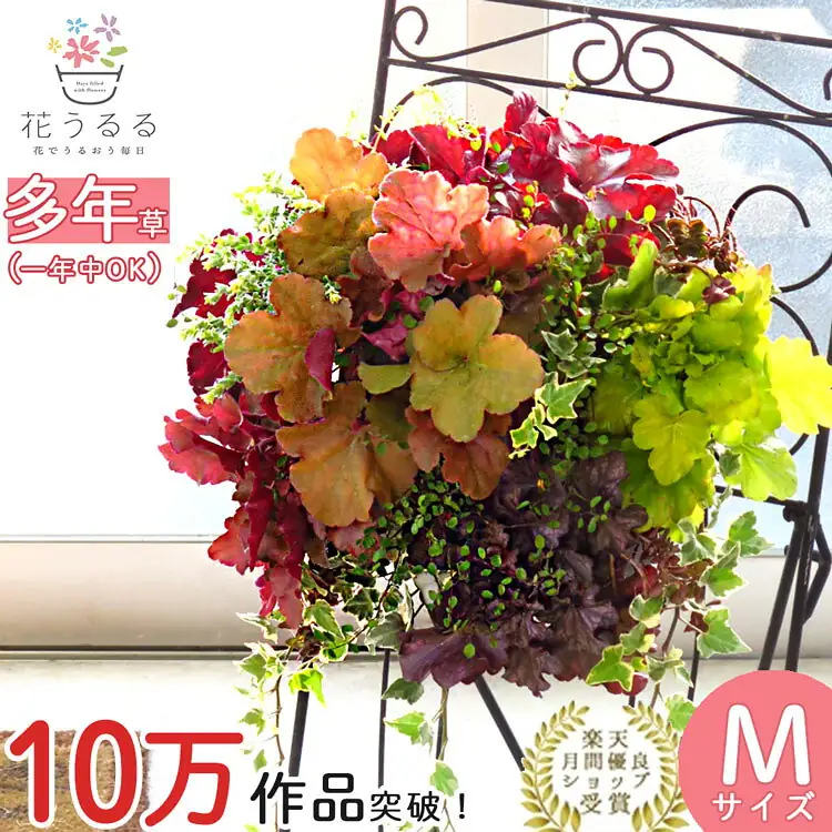 花うるる ヒューケラMIX ハンギング寄せ植え