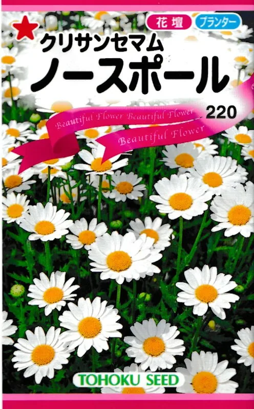 クリサンセマム ノースポール トーホクのたね