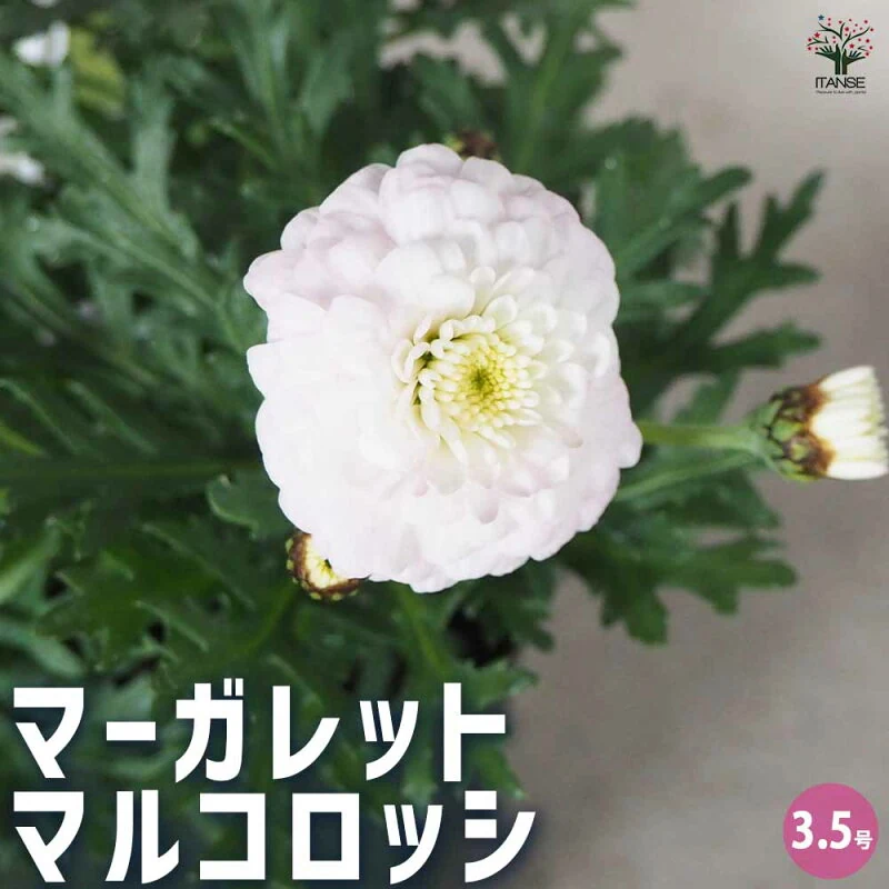 マーガレット マルコロッシ 3.5号ポット