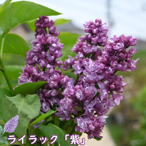 ライラック 紫花