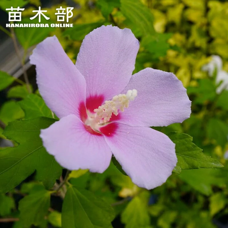 ムクゲ 紫一重 ポット苗