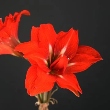 アマリリス「パープルリーフダブル」