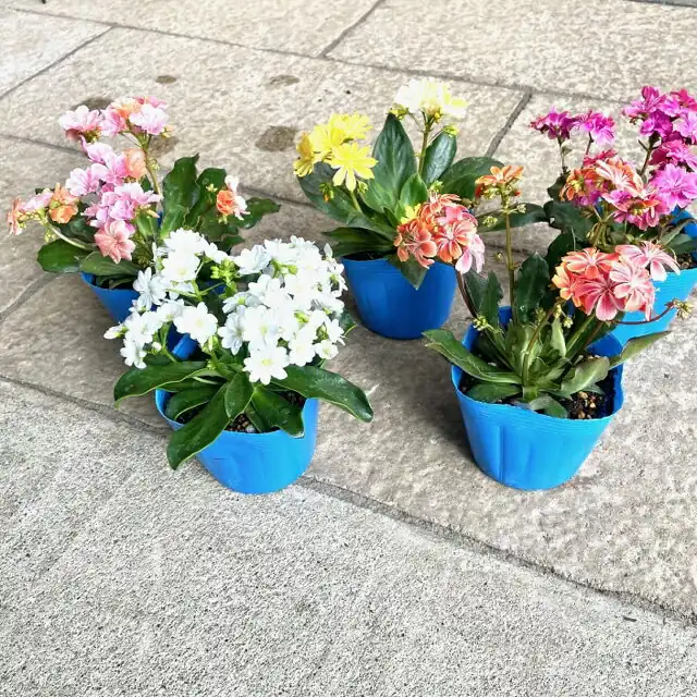 レウイシア ミックス3点セット