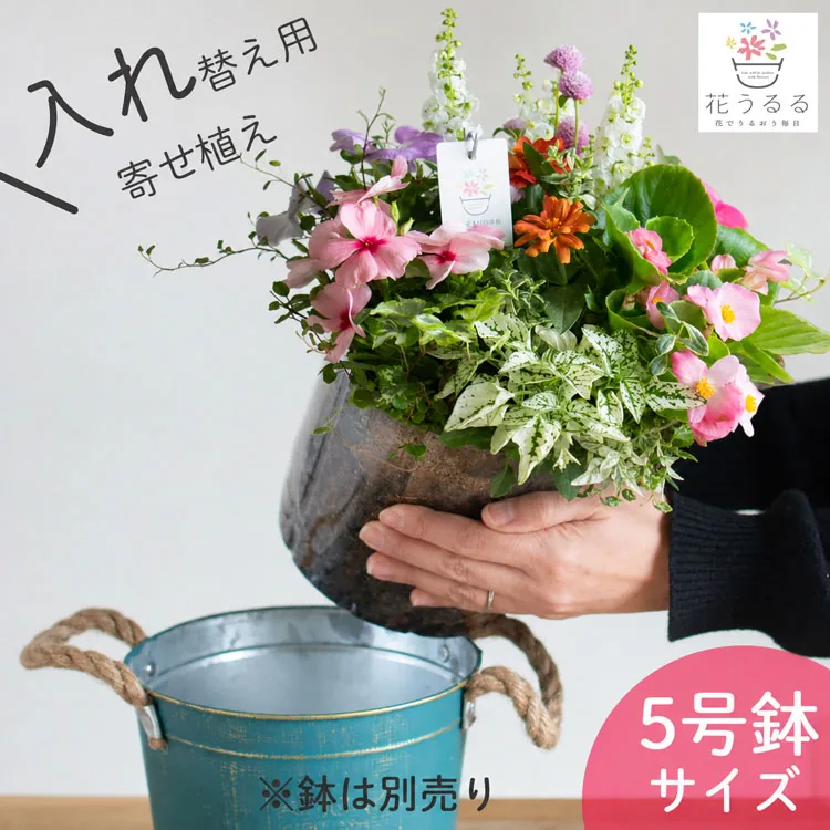 花うるる 5号鉢交換用カップ寄せ植え