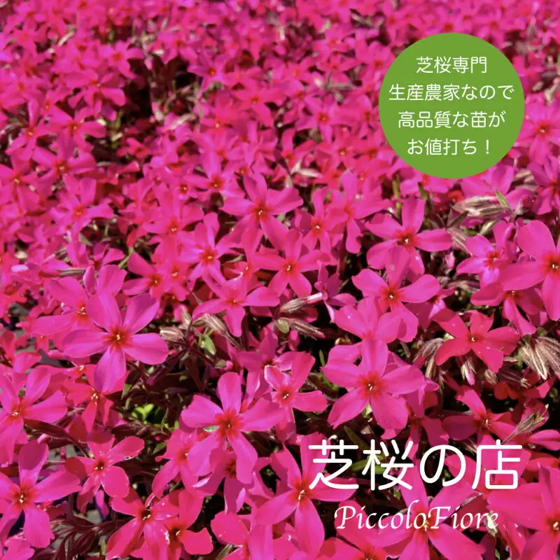 芝桜 スカーレットフレイム30株セット