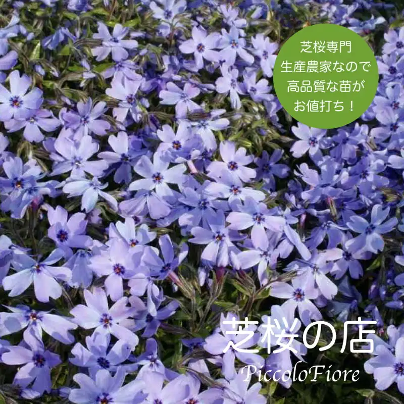 芝桜 オーキントンブルーアイ30株セット