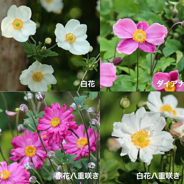 シュウメイギク 9〜10.5cmポット苗