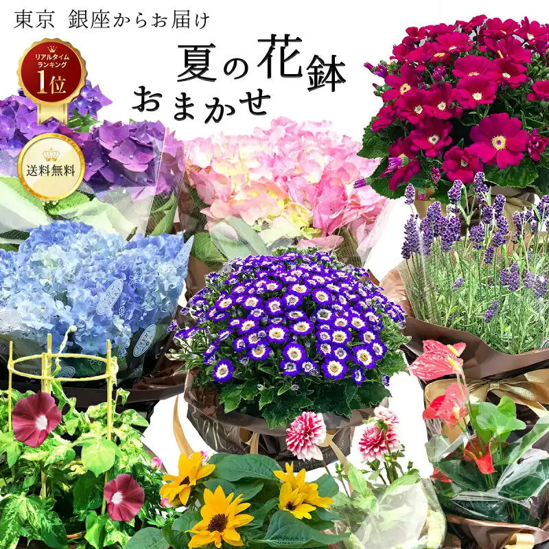 おまかせ季節の花鉢 5号
