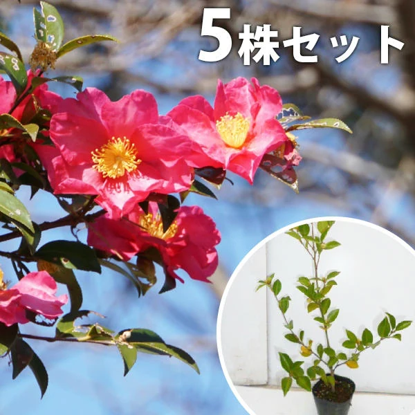 このサザンカ苗