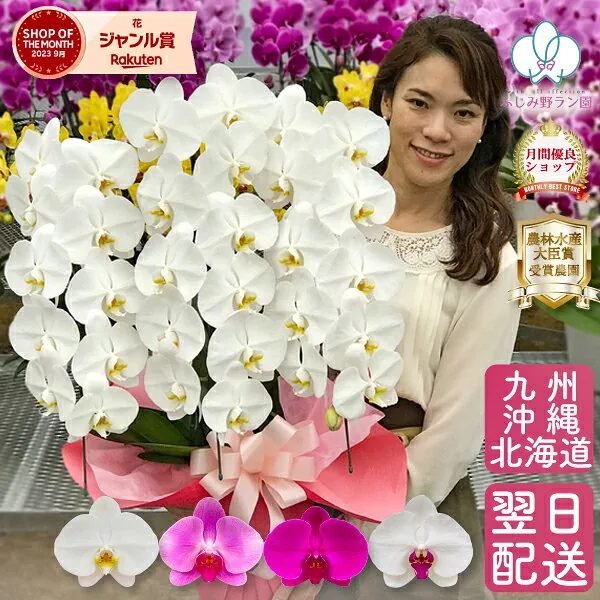 大輪胡蝶蘭3本立ち ワンランクアップクラス