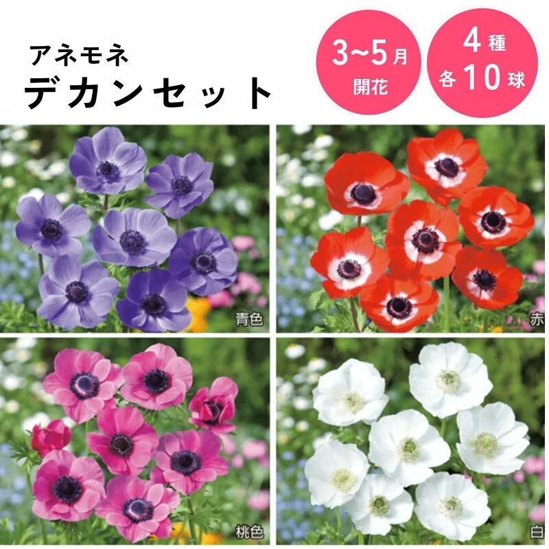アネモネ デカンセット 各色10球