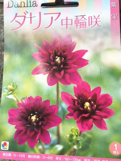 ダリア球根 中輪咲 紫宝 1球入り