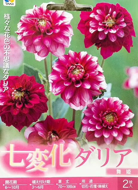 七変化ダリア球根 舞姫 2球入り