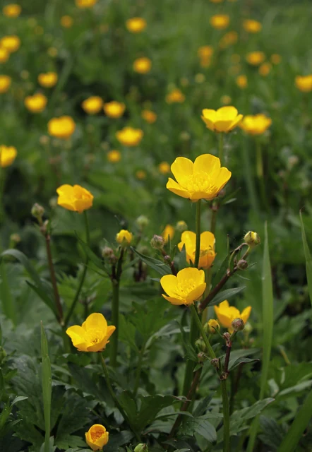 鉢植えで幾重もの花弁を開くラナンキュラス