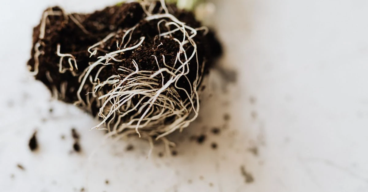 鉢から抜いた植物の根を確認し、根腐れした部分を手入れする様子