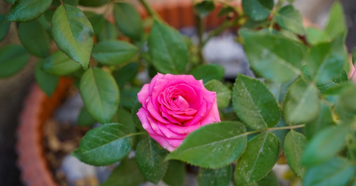 鉢植えと庭植えのバラへ肥料を与える園芸作業