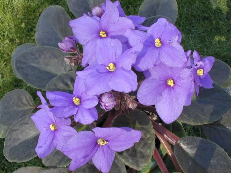 明るい室内の窓辺で紫とピンクの花を咲かせる鉢植えのセントポーリア