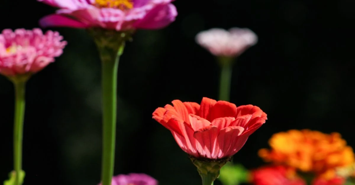 こぼれ種からニゲラやオルレアが自然に咲く春の花壇