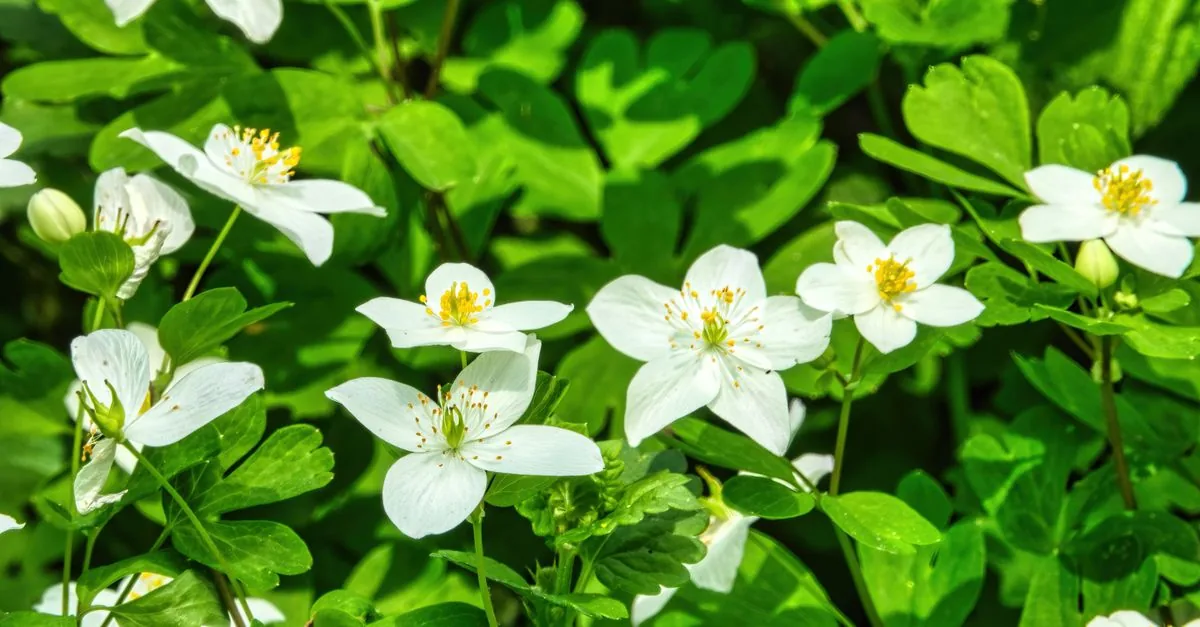 木漏れ日の差す半日陰で春の花が咲く庭
