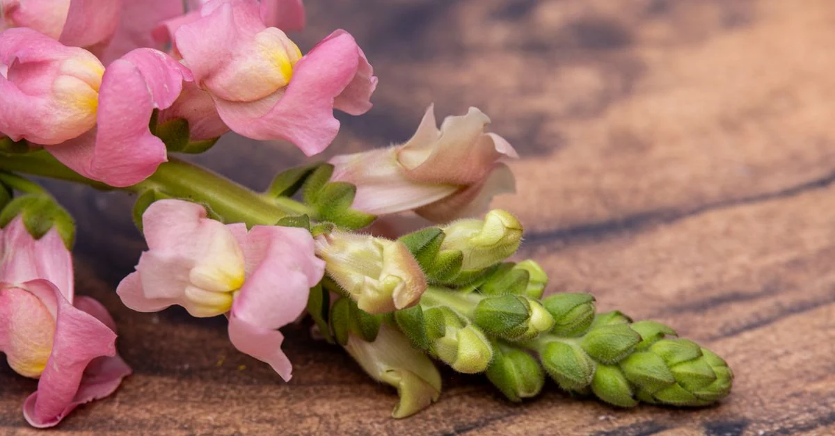 セルトレイから育てたキンギョソウが春の花壇で咲く様子